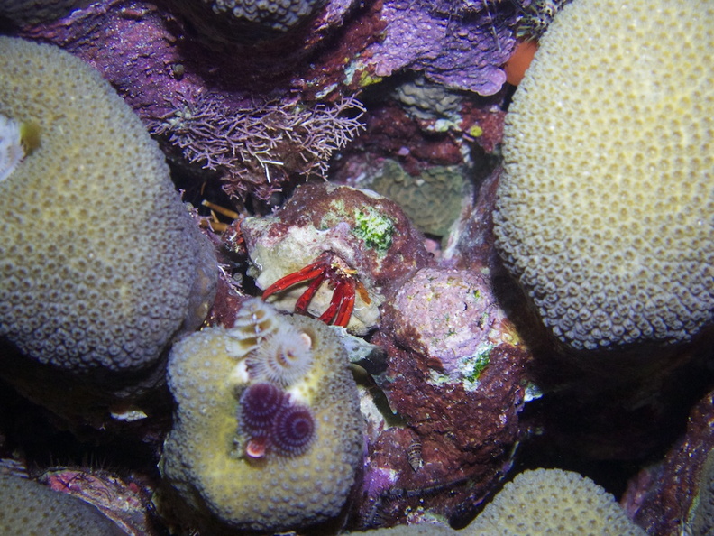 Red Reef Hermit Crab IMG_7603.jpg